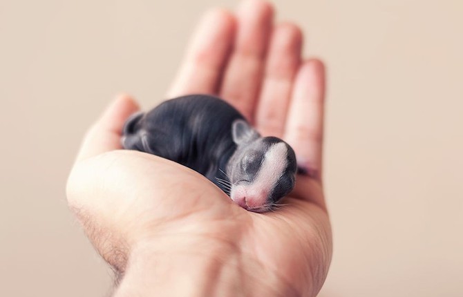 The Growth of Cute Baby Bunnies Over 30 Days