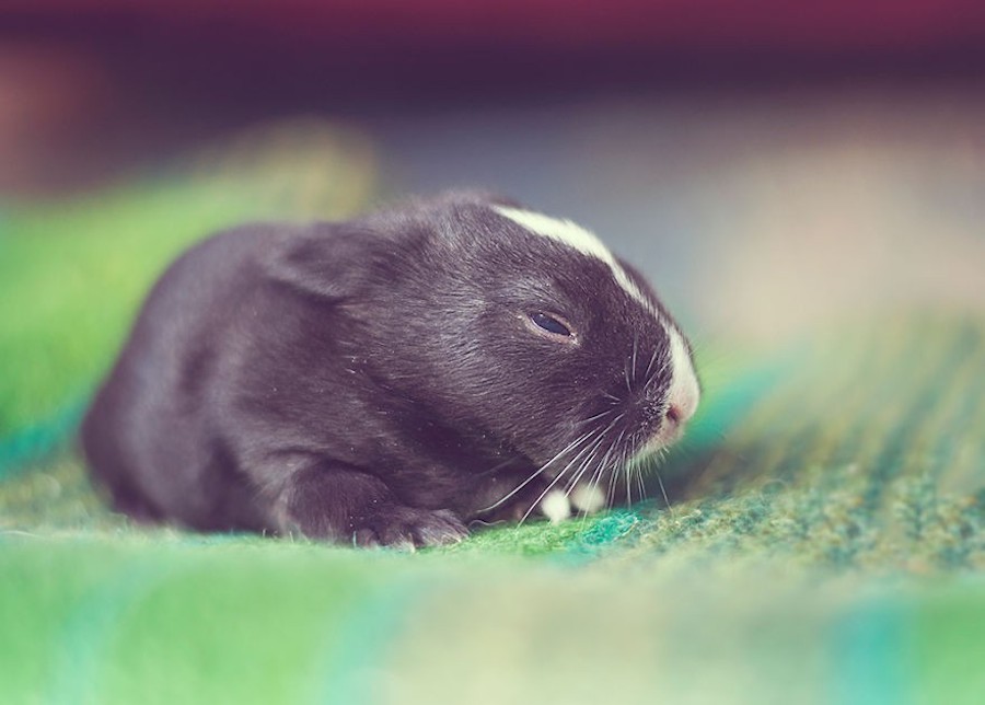 babybunny-4b