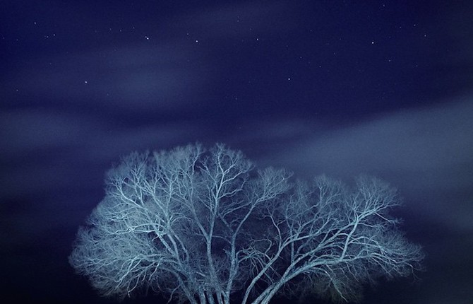 The Broccoli Tree