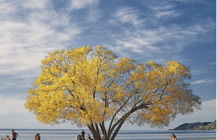 The Broccoli Tree