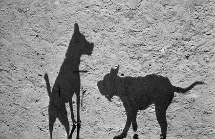 Shadows of Dogs Reveal their Primal Nature