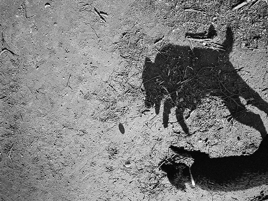 dogshadow9