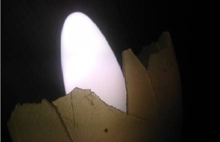 « Eclipse of Life »