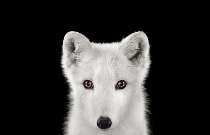 Portraits of Exotic Animals