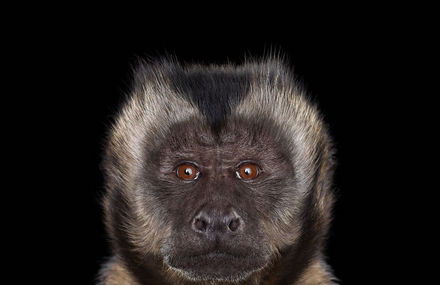 Portraits of Exotic Animals