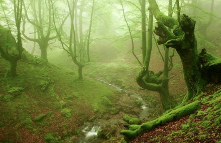 Old Foggy Forest