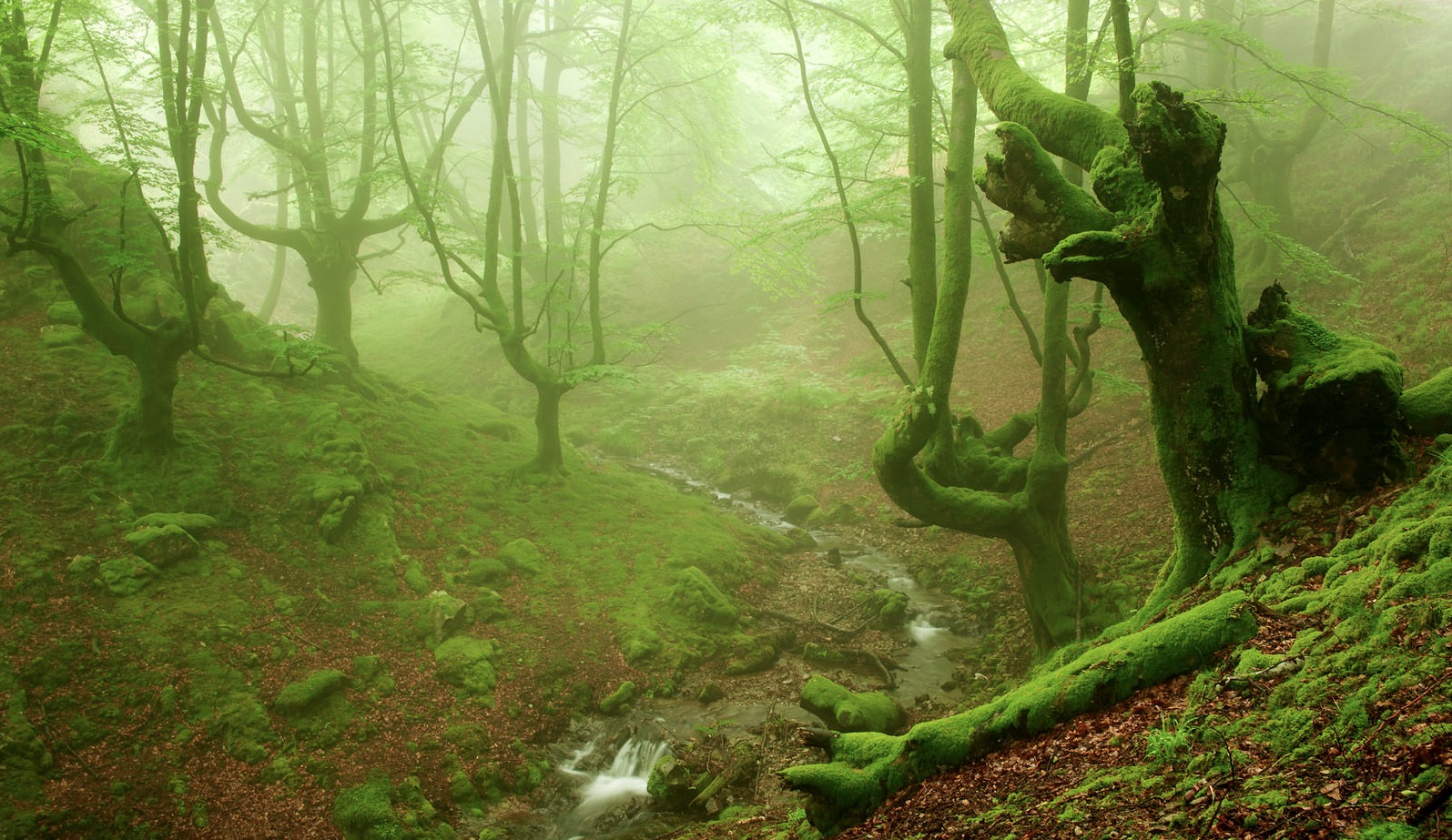 foggyforest1