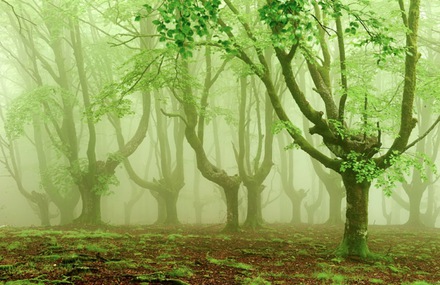 Old Foggy Forest