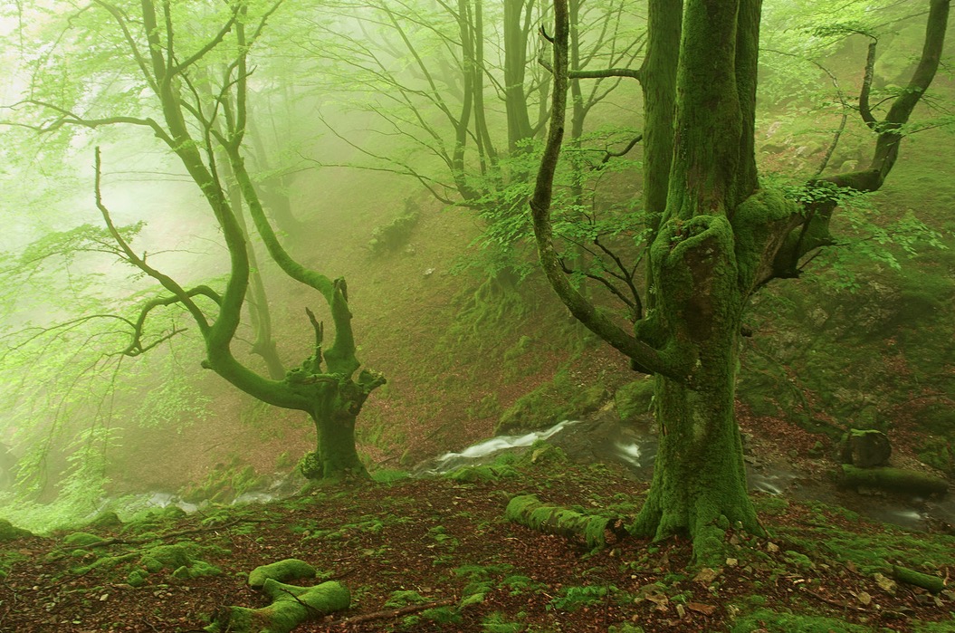 foggyforest3