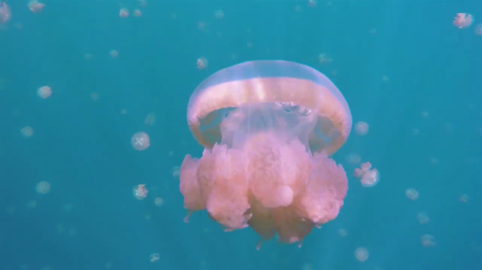 jellyfishlake-3