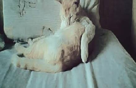 STILL LIFE   cat
