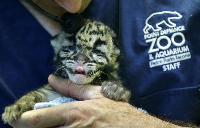 Leopard Cubs Born in Tacoma Zoo