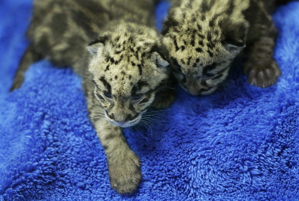 leopardcubs2