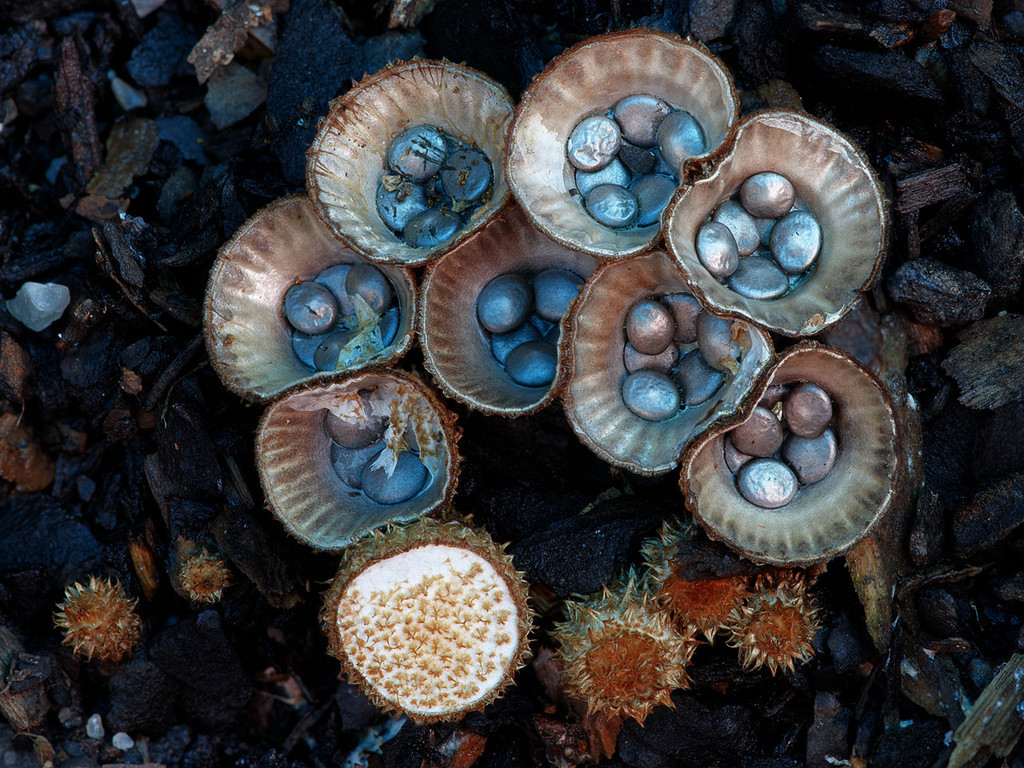 mushrooms-0