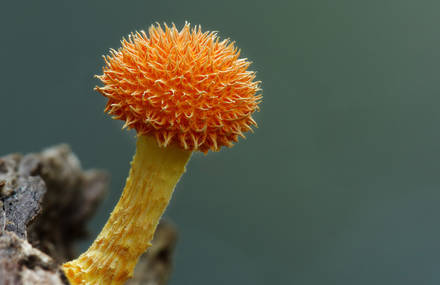 Colorful Mushrooms Photography