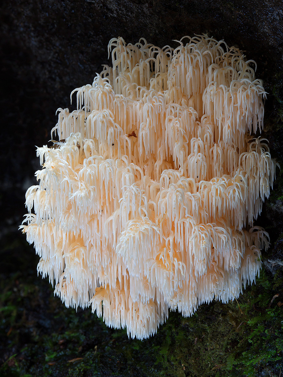 mushrooms-18