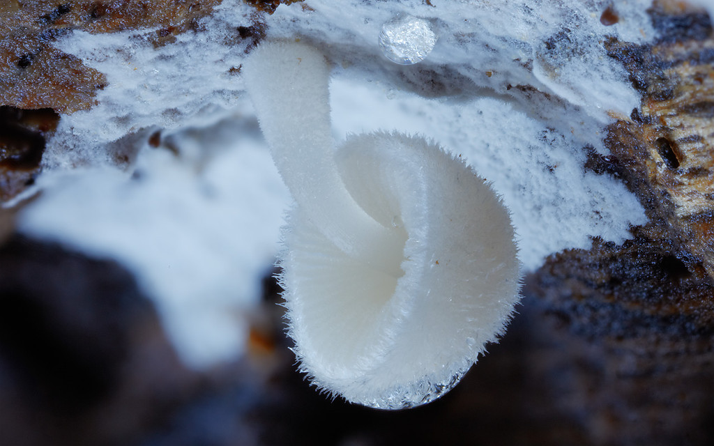 mushrooms-19