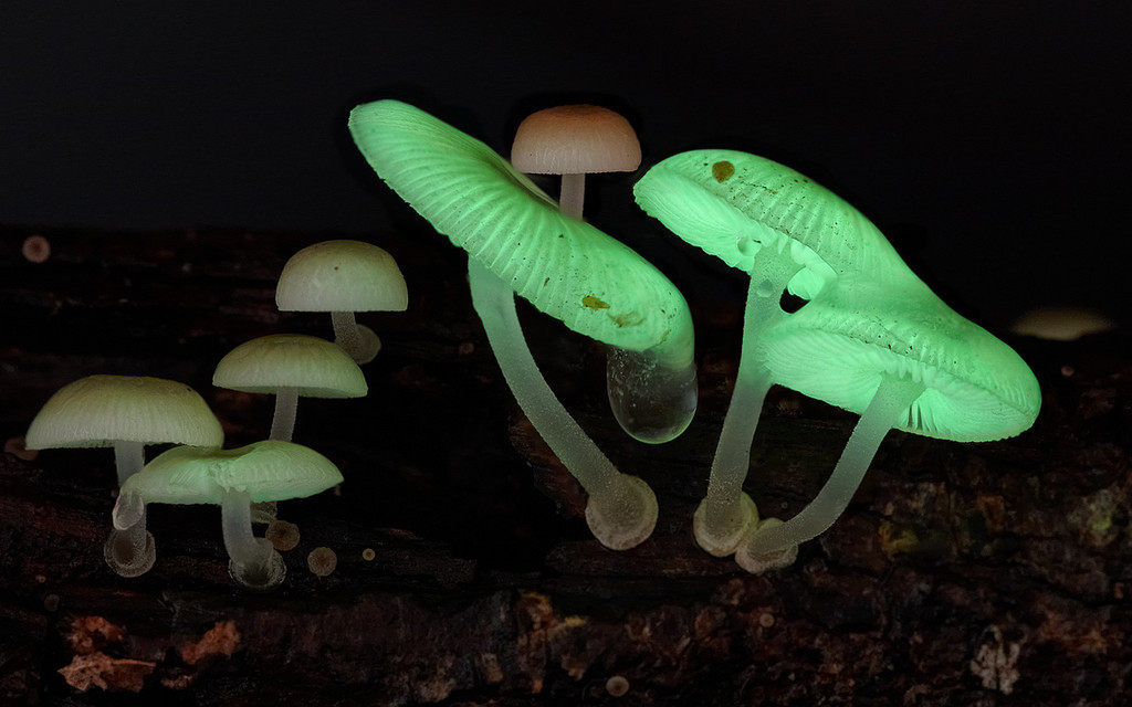 mushrooms-5