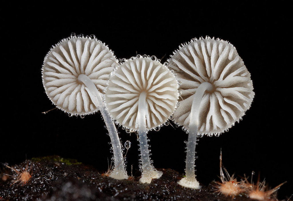 mushrooms-6