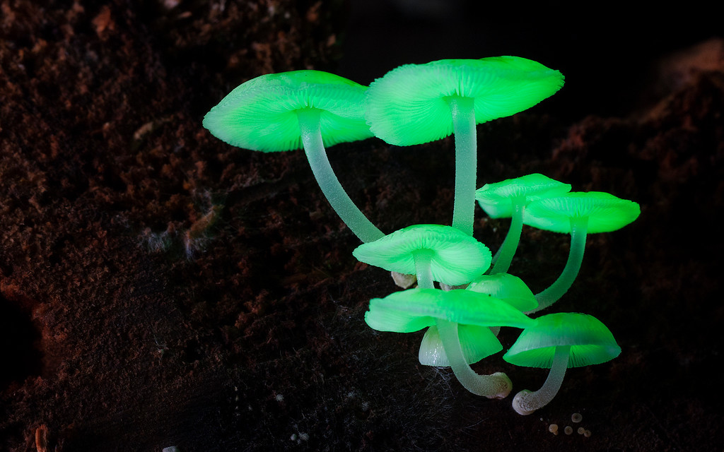 mushrooms-8