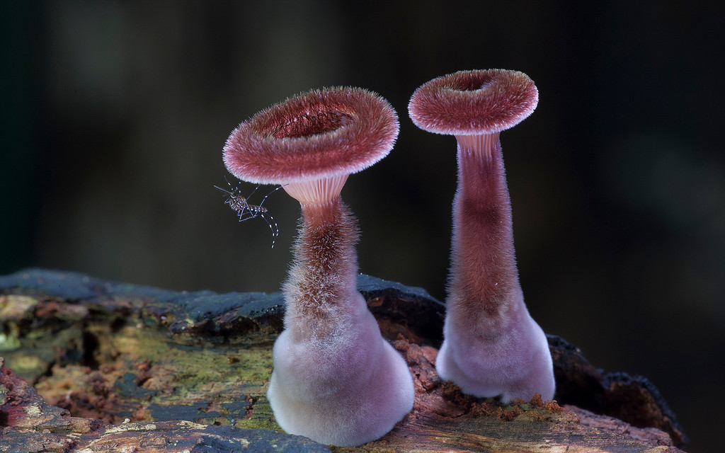 mushrooms-9