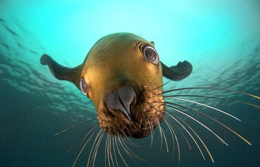 Little Sea Lion Portraits