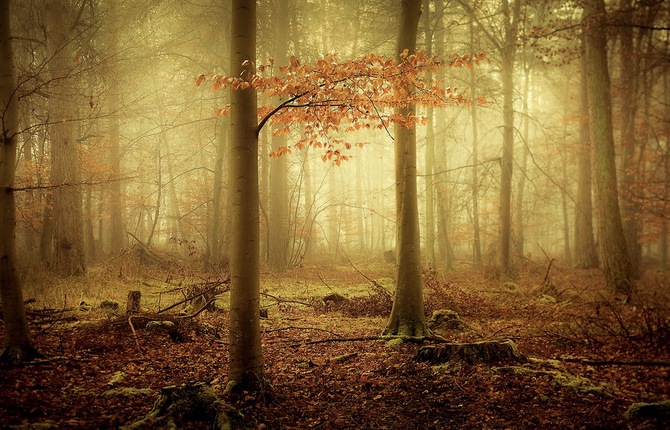 Woods Mystery Photography