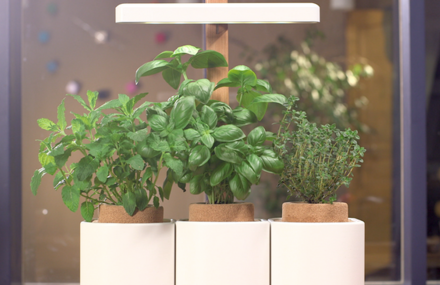 Tastes and colors for you to grow.