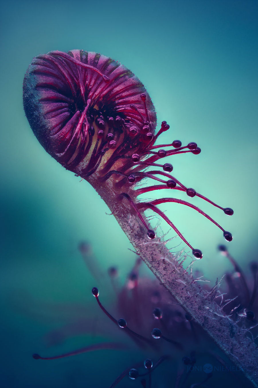 Macroscopic Photography by Joni Niemela12