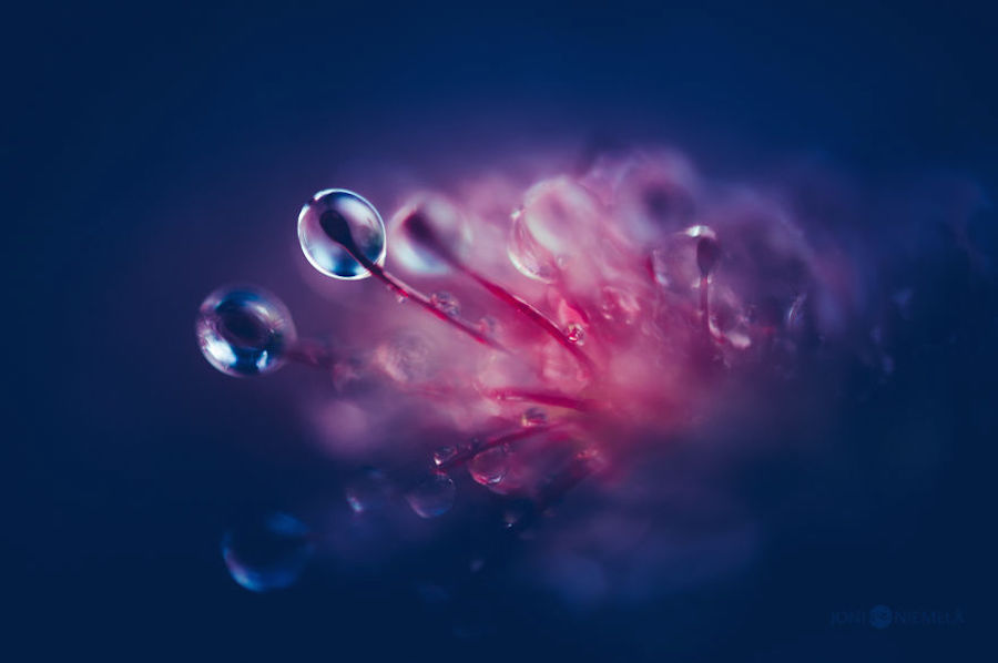 Macroscopic Photography by Joni Niemela13