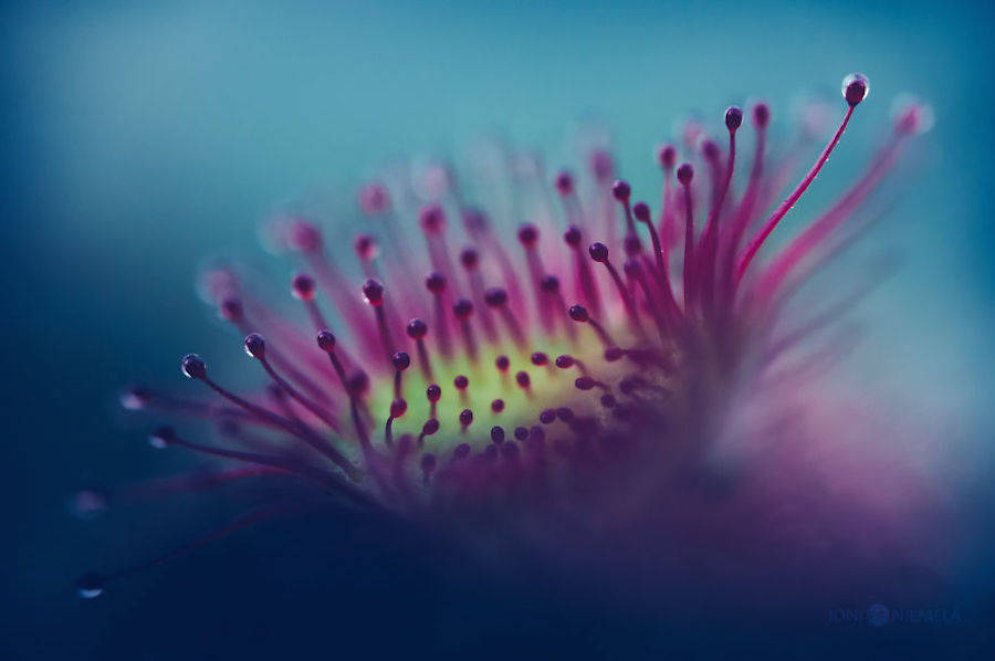 Macroscopic Photography by Joni Niemela14