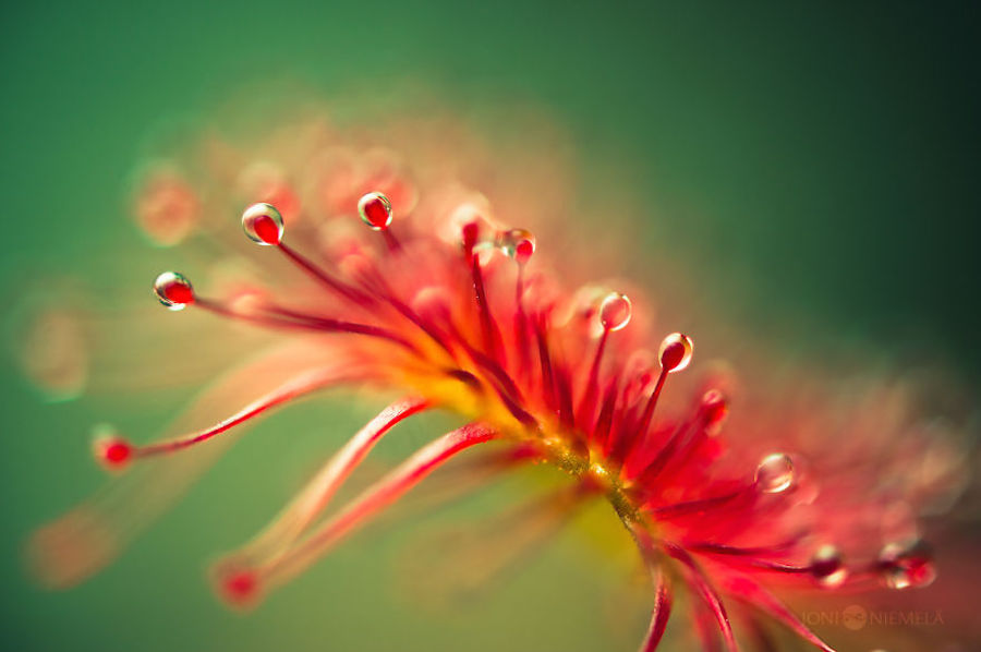 Macroscopic Photography by Joni Niemela2