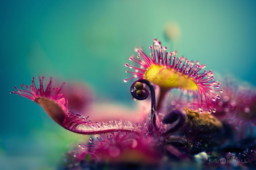 Macroscopic Photography by Joni Niemela3