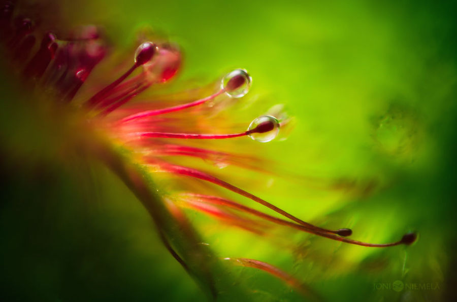 Macroscopic Photography by Joni Niemela5