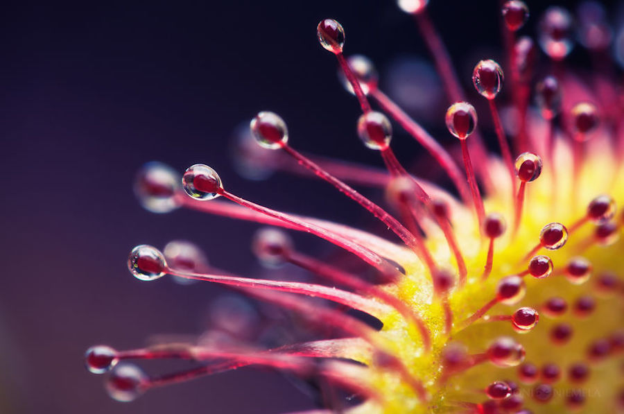 Macroscopic Photography by Joni Niemela6