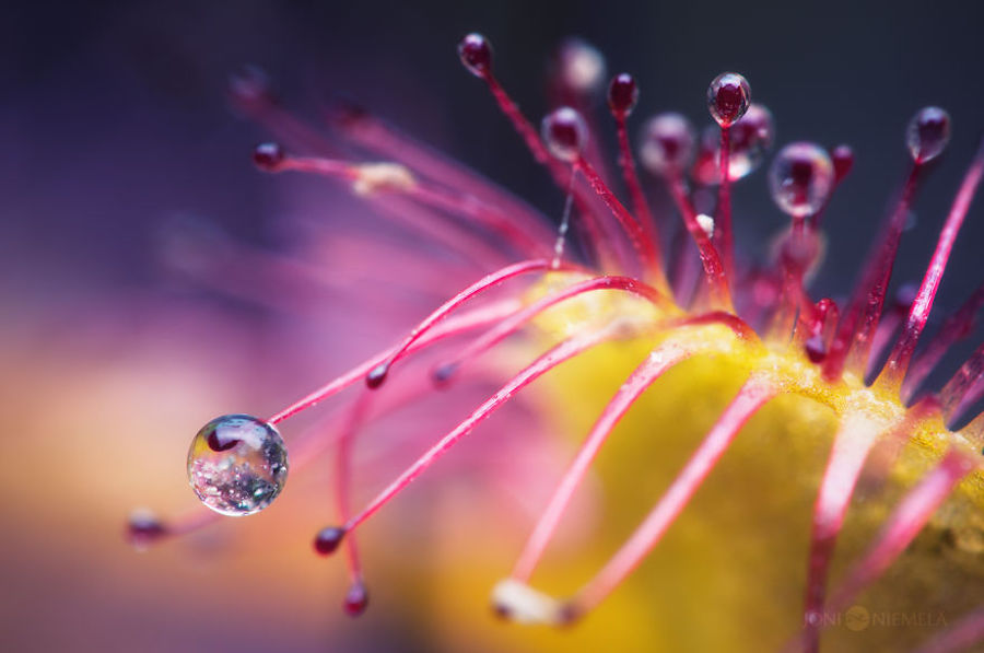 Macroscopic Photography by Joni Niemela7