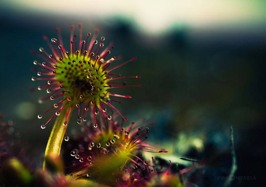 Macroscopic Photography by Joni Niemela8
