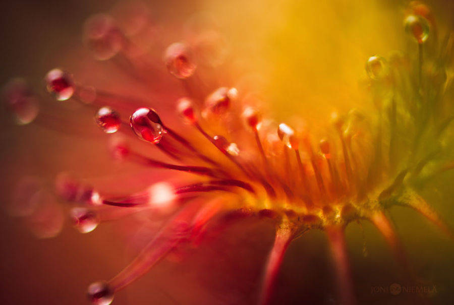 Macroscopic Photography by Joni Niemela9