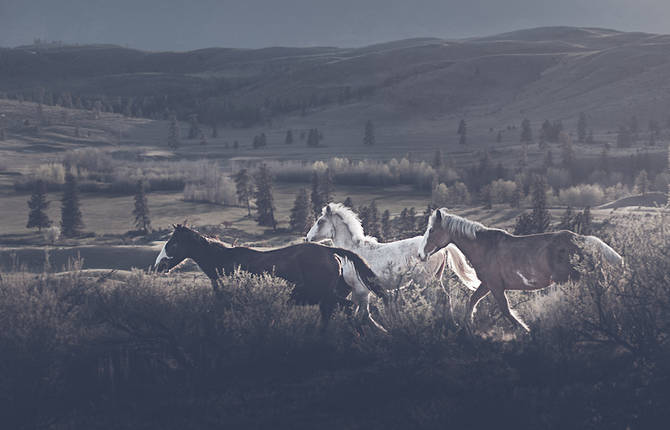 Wild Horses Photography