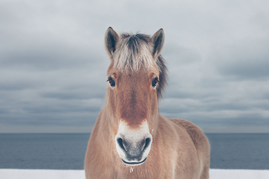 Wild Horses Photography12