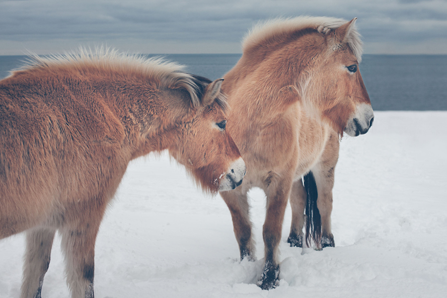 Wild Horses Photography13