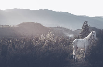 Wild Horses Photography