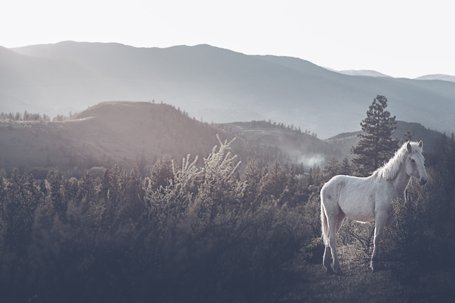 Wild Horses Photography2