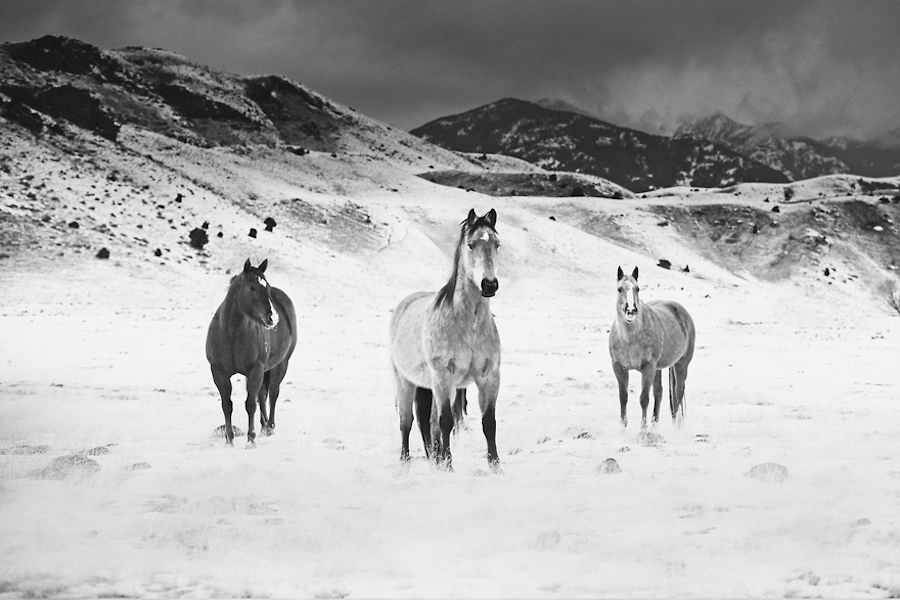 Wild Horses Photography3