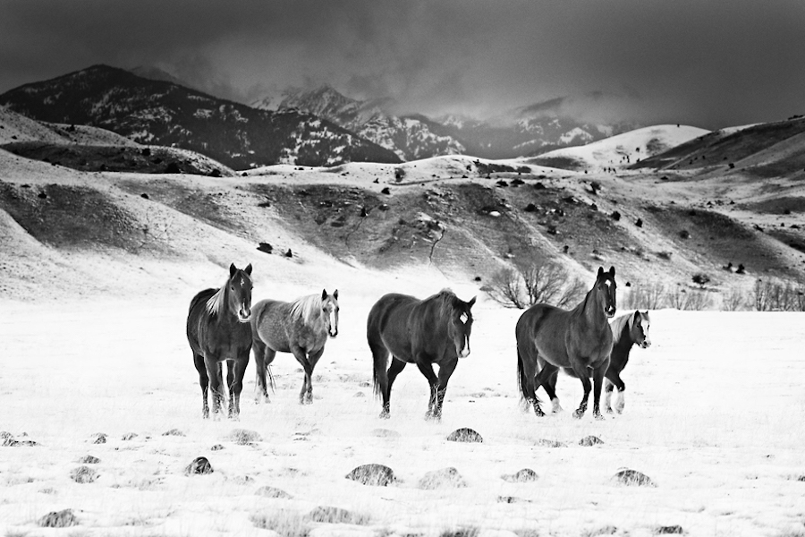 Wild Horses Photography4