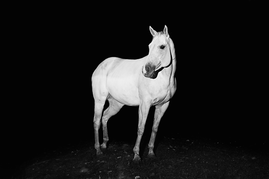 Wild Horses Photography6