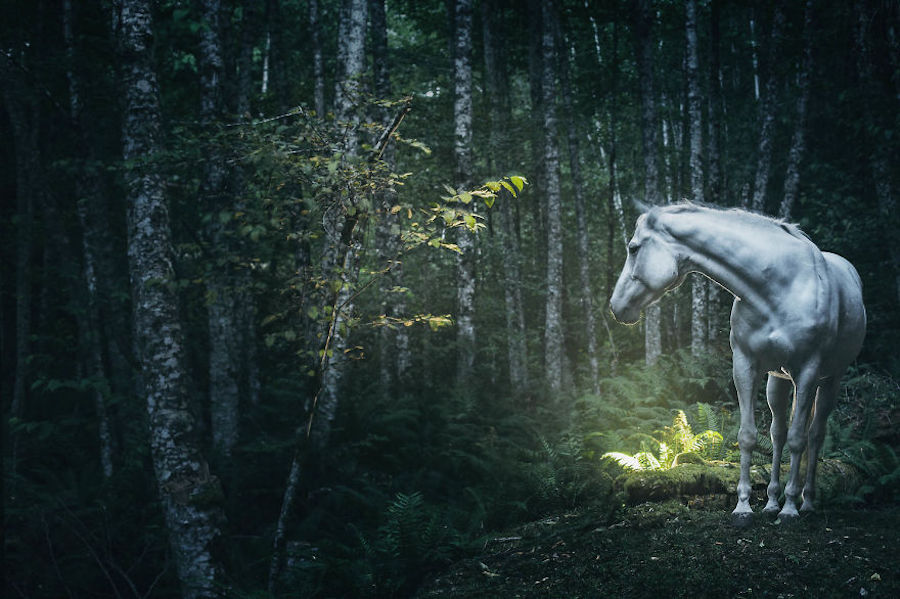 Wild Horses Photography8