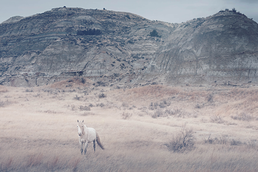 Wild Horses Photography9
