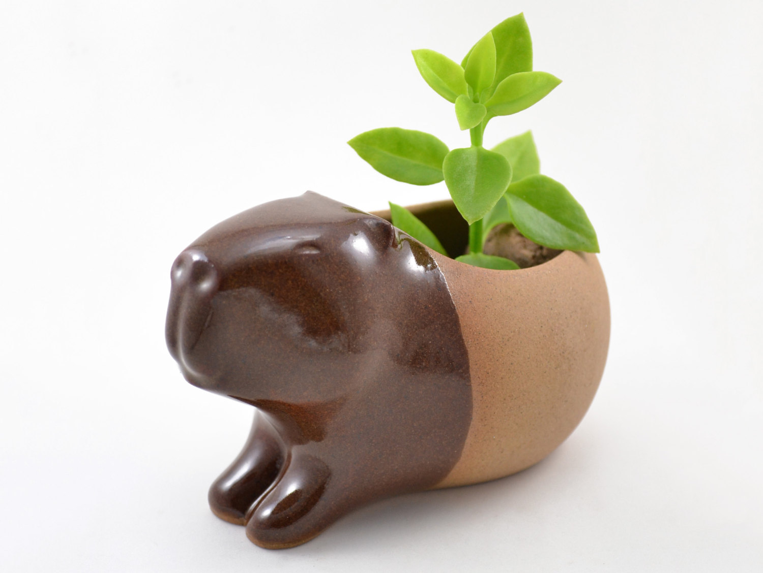 animalplanters1