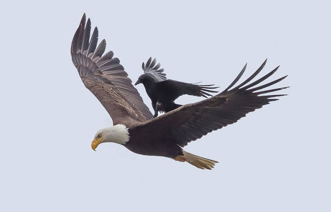 A Crow Riding Atop a Bald Eagle